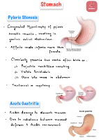4. Stomach.pdf